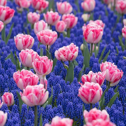 Eden Brothers Tulip & Muscari Collection