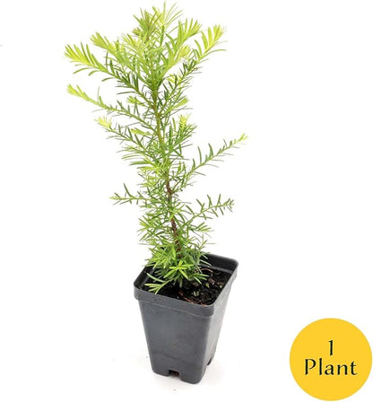 1 Coastal Redwood in 3.5” Nursery Cube (Sequoia sempervirens) | Majestic Evergreen Tree for Shade, Privacy & Wildlife Support | Ready-to-Plant Live Starter Plant