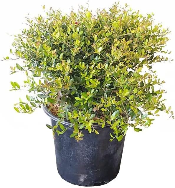Dwarf Yaupon Holly | 2 Live Gallon Size Plants | Ilex Schilling Stokes Vomitoria | Evergreen Drought Tolerant Low Maintenance Hedge Shrub