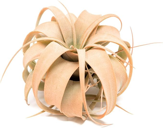 Coral Colorful Tillandsia Air Plants - Long Lasting Color Enhanced Live Tillandsia Succulent House Plants - Home and Garden Decor - Easy Care Indoor/Outdoor Plants (Mini Xerographica, Single)