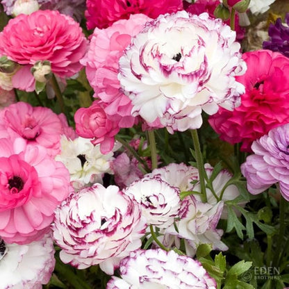 Eden Brothers Ranunculus Bulbs - Pink Renaissance Mix