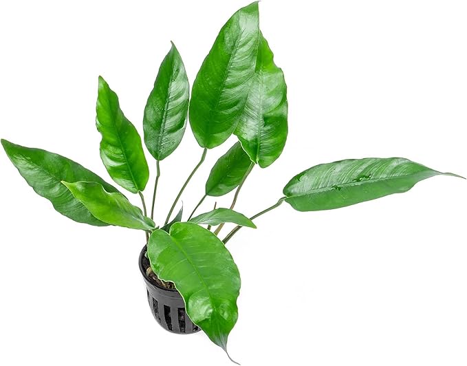 SubstrateSource Anubias Live Aquarium Plants - Potted Freshwater Plant for Fish Tanks, Terrariums - Beginner Friendly Low Light (Short and Sharp, 1 Pot)