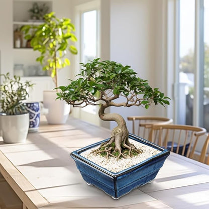 Blue Glazed Ceramic Bonsai Tree Pots with Drainage Hole, Set of 2 Rectangular Bonsai Pots Planters for Indoor & Outdoor Use, 8 Inch Shallow Bonzie Tree Pot for Succulents, Cacti, Orchids, Herbs