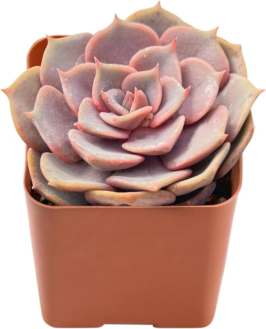 Sprout N Green Echeveria Pink Butterfly, Rare Live Succulent Plant Fully Rooted in 2" Planter with Soil, Home Office Indoor Outdoor Wedding Decoration DIY Projects Party Favor