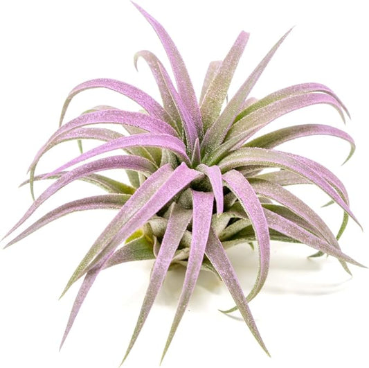 Lavender Colorful Tillandsia Air Plants - Long Lasting Color Enhanced Live Tillandsia Succulent House Plants - Home and Garden Decor - Easy Care Indoor and Outdoor Plants
