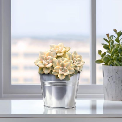 Live Succulents 'Apricot Beauty' (4-inch), Succulent Plants Fully Rooted in Pots with Soil, Easy-Care House Plant for DIY, Home Office Decor, Wedding Party Favor