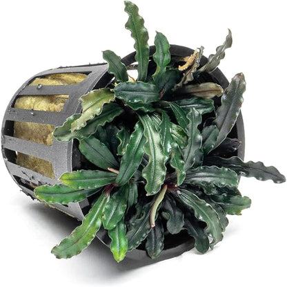 SubstrateSource Bucephalandra Red Blade Potted Live Aquarium Plant - Natural Freshwater Fish Tank Decorations, Aquatic Décor