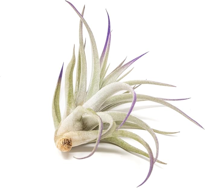Purple Colorful Tillandsia Air Plants - Long Lasting Color Enhanced Live Tillandsia Succulent House Plants - Home and Garden Decor - Easy Care Indoor and Outdoor (Harrisii, Pack of 3)