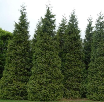 Two Pack of Green Giant Arborvitae Trees - Fast Growing Evergreen - 2 Live Plants Shipped 1 to 2 Feet Tall by DAS Farms (No California)