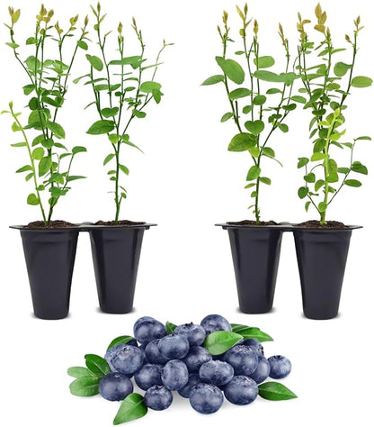 Pink Lemonade Blueberry (Jewel)