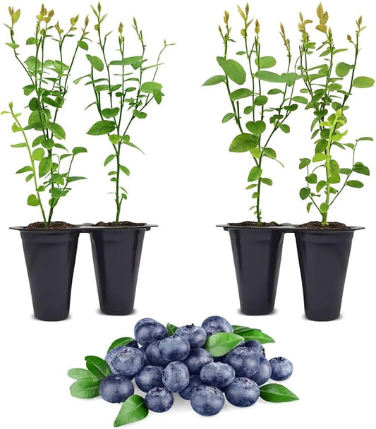 Pink Lemonade Blueberry (Jewel)