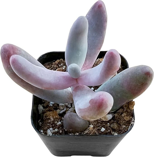 Sprout N Green x Pachysedum Ganzhou, 1 Live Mini Succulent Plant Fully Rooted in 2'' Pot, Real House for Indoor Outdoor Home Office Wedding Decoration Party Favor