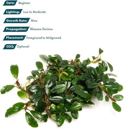 SubstrateSource Live Plants – Hades (Bucephalandra sp.) – Low to Medium Light, Dark Green with Blue Iridescence Color Aquatic Plant, Foreground to Midground, Rhizome Growth - Loose, 1 Pack