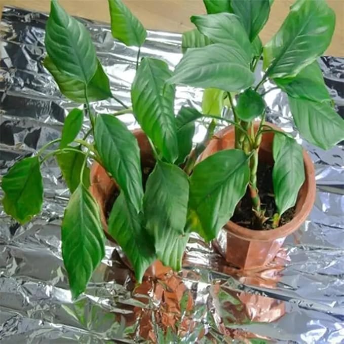 Reflective Plant Growing Film Silver Mylar Sheet Indoor Greenhouse Light Reflecting Material Multi Purpose Garden Tent Covering 130x210cm For Temperature Control(130cm X 210cm)