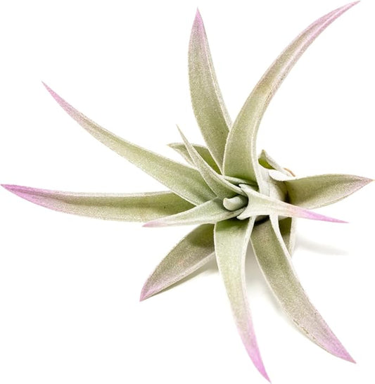 Lavender Colorful Tillandsia Air Plants - Long Lasting Color Enhanced Live Tillandsia Succulent House Plants - Home and Garden Decor - Easy Care Indoor and Outdoor Plants
