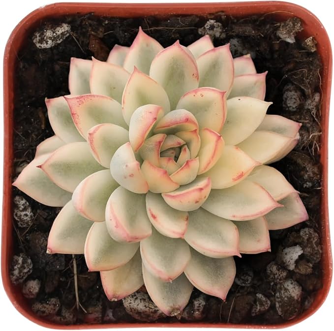 Sprout N Green Echeveria Mebina Variegata, Rare Live Succulent Plant in 2" Planter with Soil, Home Office Indoor Outdoor Wedding Decoration DIY Projects Party Favor