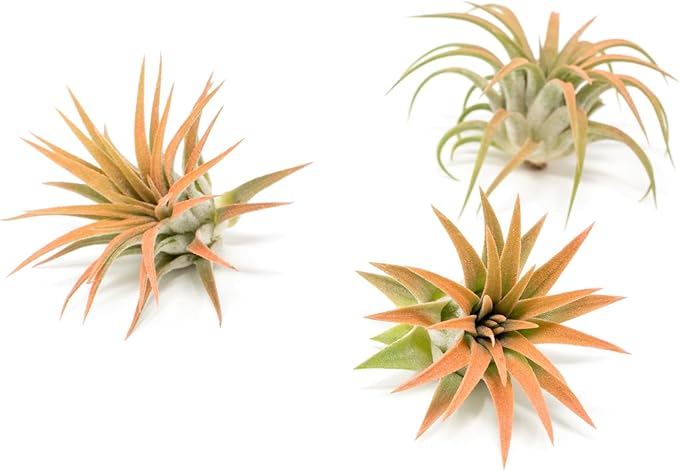 Coral Colorful Tillandsia Air Plants - Long Lasting Color Enhanced Live Tillandsia Succulent House Plants - Home and Garden Decor - Easy Care Indoor/Outdoor Plants (Ionantha Rubra, Pack of 3)
