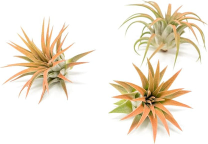 Coral Colorful Tillandsia Air Plants - Long Lasting Color Enhanced Live Tillandsia Succulent House Plants - Home and Garden Decor - Easy Care Indoor/Outdoor Plants (Ionantha Rubra, Pack of 3)