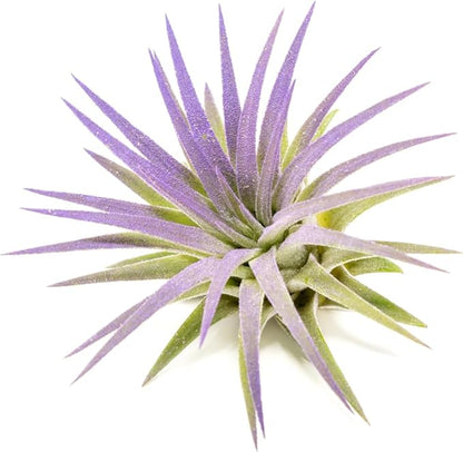 Purple Colorful Tillandsia Air Plants - Long Lasting Color Enhanced Live Tillandsia Succulent House Plants - Home and Garden Decor - Easy Care Indoor and Outdoor (Ionantha Rubra, Single)