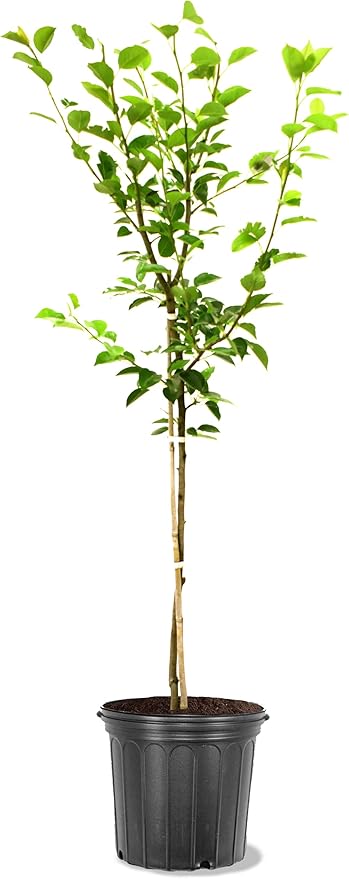 American Plant Exchange Bartlett Pear Trees, 5 Gallon Pot, 3-4ft Tall, Semi-Self Pollinating, Live Fruiting Tree, Large Outdoor Landscape Plant, White Flowers, Juicy Pears for Culinary Bliss