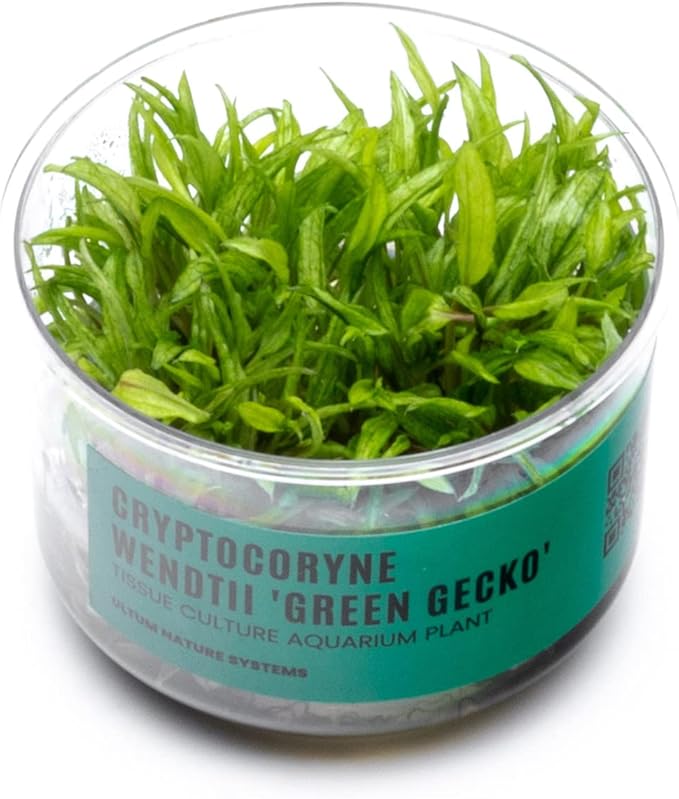 Ultum Nature Systems Cryptocoryne Wendtii Green Gecko Tissue Culture Live Plant for Aquarium, Aquascape, Freshwater Fish Tanks - 100% Snail Free in Vitro