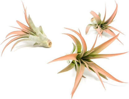 Coral Colorful Tillandsia Air Plants - Long Lasting Color Enhanced Live Tillandsia Succulent House Plants - Home and Garden Decor - Easy Care Indoor/Outdoor Plants (Brachycaulos Abdita, Single)