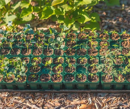 Vego garden Seedling Suite Products, 4 Pack Jumbo Seedling Trays and 4 Pack Standard Seedling Trays with 10" x 20" Bottom Watering Trays