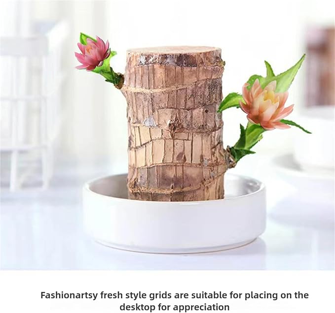 Brazilian Lucky Wood Kit with Monk, Grow Your Own Luck,Easy to Maintain Mini Brazil Woods for Indoor/Outdoor, Bedroom, Kitchen, Office Desk, Garden and Other Decorations (6C)