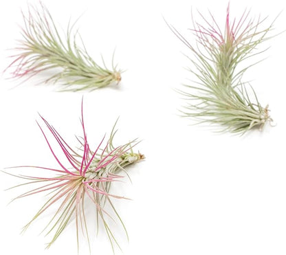 Fuchsia Colorful Tillandsia Air Plants - Long Lasting Color Enhanced Live Tillandsia Succulent House Plants - Home and Garden Decor - Easy Care Indoor/Outdoor Plants (Funckiana, Single)