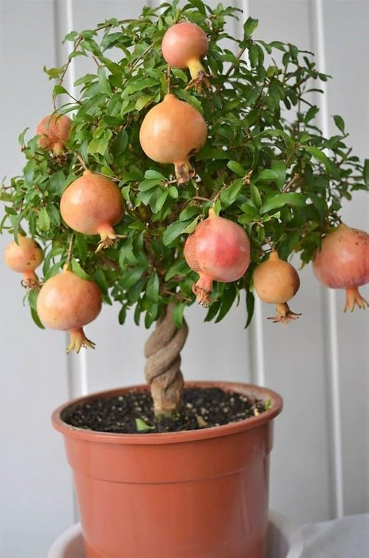 GARDENERA Premium Pomegranate Potting Soil Mix - Perfect Balance of Nutrients, Drainage, and Aeration for Thriving Pomegranate Trees - 4 Quart