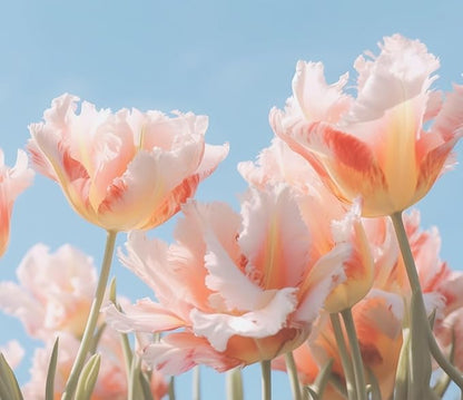 'Bring Me Love Parrot Tulip Bulbs for Planting - Easy to Grow Perennial Flowers (10 Bulbs)