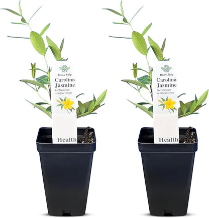 Carolina Jasmine Plant, Live Evergreen Vine, Fragrant Yellow Blooms, Fast Growing Climber for Trellis, Fences, or Arbors - Gelsemium sempervirens - 2 Cups