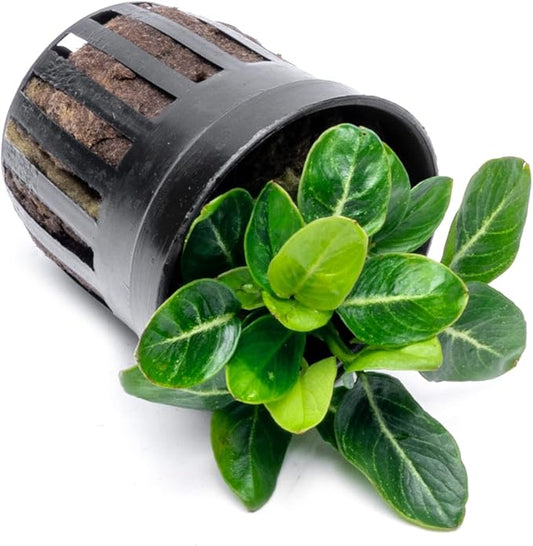 SubstrateSource Anubias Live Aquarium Plants - Potted Freshwater Plant for Fish Tanks, Terrariums - Beginner Friendly Low Light (Giant Stardust, 1 Pot)