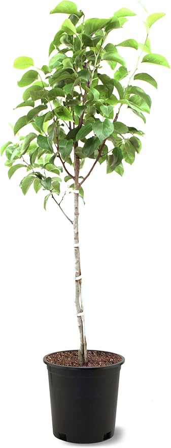 American Plant Exchange Hood Pear Trees, 5 Gallon Pot, 3-4ft Tall, Semi-Self Pollinating, Live Fruiting Tree, Large Outdoor Landscape Plant, White Flowers, Fresh Pears for Eating or Canning