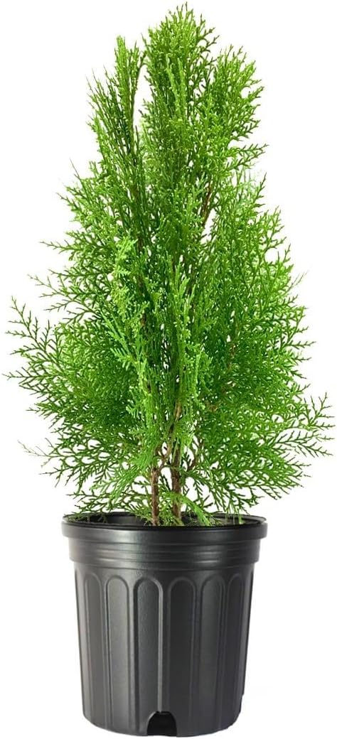 Blue Cone Arborvitae | 3 Live Gallon Size Plants | Vibrant Blue-Green Foliage for Landscaping, Hedges, and Privacy Screens, Drought and Deer Tolerant