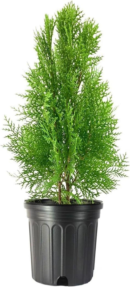 Blue Cone Arborvitae | 3 Live Gallon Size Plants | Vibrant Blue-Green Foliage for Landscaping, Hedges, and Privacy Screens, Drought and Deer Tolerant