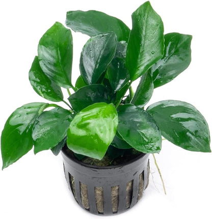 SubstrateSource Anubias Live Aquarium Plants - Potted Freshwater Plant for Fish Tanks, Terrariums - Beginner Friendly Low Light (Barteri Broad Leaf, 5 Pots)