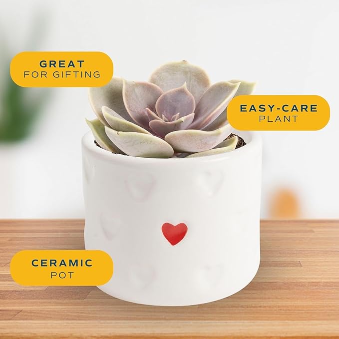 Costa Farms Mini Succulent Live Plant in Decorative Pot, Easy to Maintain Succulent Indoor Houseplant, Perfect for Home, Room, or Office Decor, Great House Warming or Birthday Gift, 2-3.5 Inches Tall