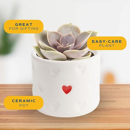 Costa Farms Mini Succulent Live Plant in Decorative Pot, Easy to Maintain Succulent Indoor Houseplant, Perfect for Home, Room, or Office Decor, Great House Warming or Birthday Gift, 2-3.5 Inches Tall