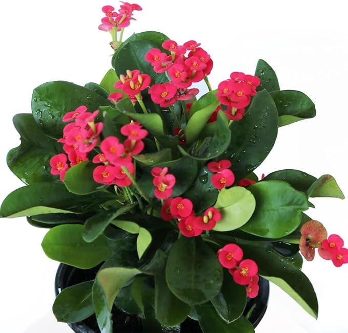 American Plant Exchange Live Crown of Thorns 'Red' – 6-Inch Pot – Flowering Succulent with Thick Stems and Bright Red Blooms, Drought-Tolerant Easy Care Plant for Sunny Windows, Patios & Gardens