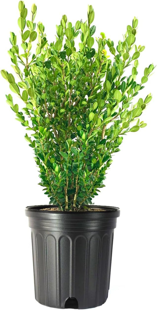 Wintergreen Boxwood | 3 Extra Large 3 Gallon Plants | Buxus Microphylla | Evergreen Shrub, Dense Foliage, Formal Garden, Low Maintenance, Privacy Hedge, Year-Round Interest, Landscaping Shrub