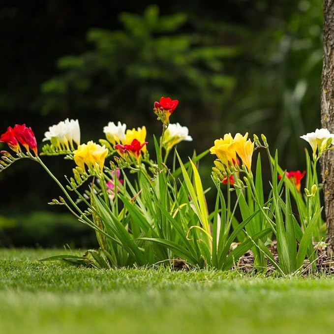 Amazing Deal - 30 Freesia Mixed Perennial Flower Bulbs - Vibrant, Variety Colorful, Fragrant Flower Perfect for Gardens - Easy to Grow - Attracts Butterflies, Bees & Hummingbirds