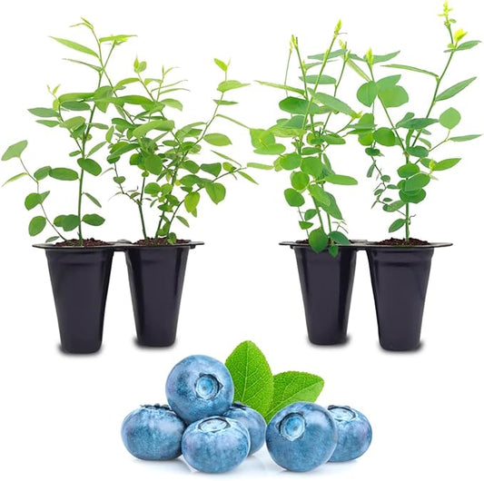 Pink Lemonade Blueberry (Biloxi)