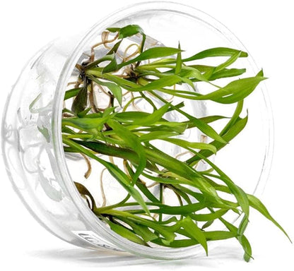 UNS Snail Free TC Jwala Crypt (Cryptocoryne spiralis 'Jwala') - Medium Light, Green-Red Aquatic Plant, Midground to Background Placement - Rosette Growth - Tissue Culture - 1 Pack