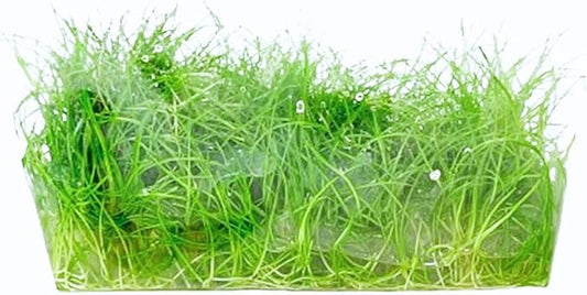 Dwarf Hairgrass Eleocharis Parvula Tissue Culture Vitro Grown Freshwater Aquarium Live Plant for Fish Tank Carpet Decoration