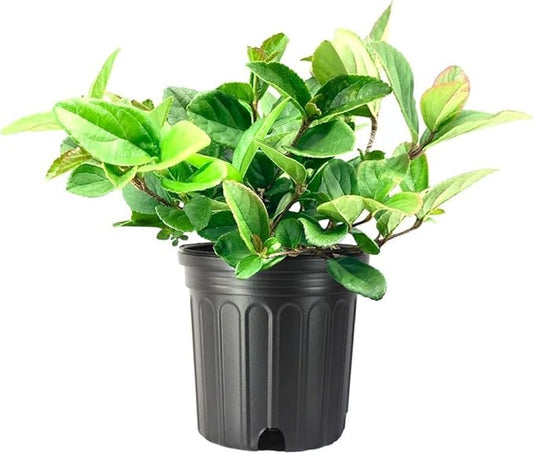 Viburnum Suspensum | 1 Large Gallon Size Plant I Sandankwa I Live Durable Evergreen Shrub with Fragrant Blooms, Ideal for Hedges, Privacy Screens, and Ornamental Landscaping