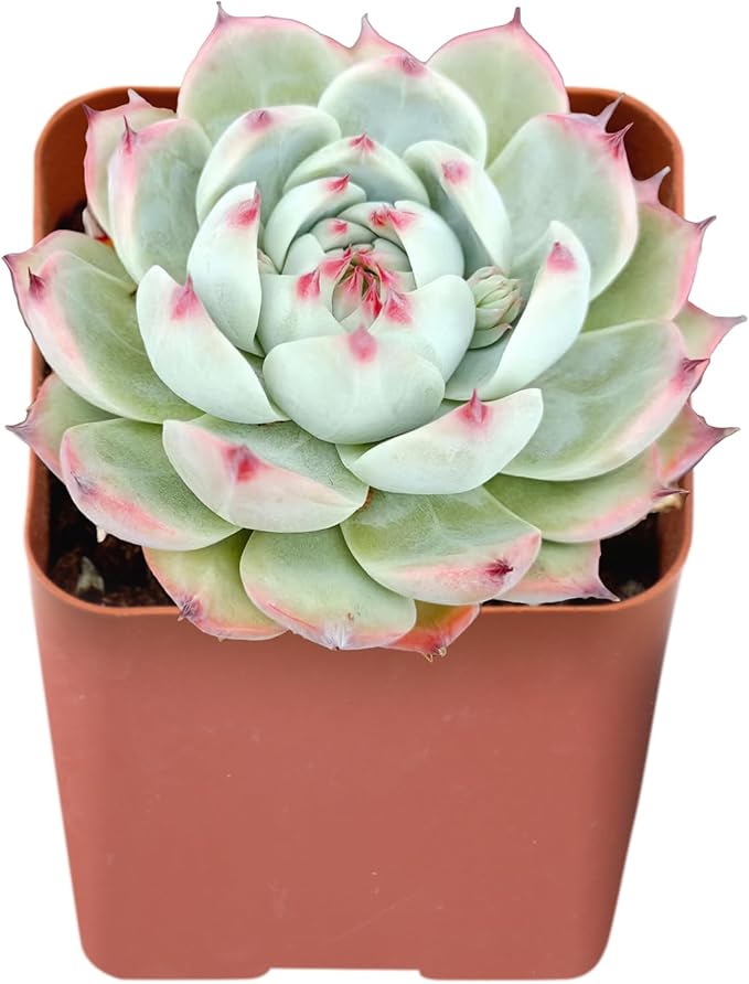 Sprout N Green Echeveria Chihuahuaensis, Mini Live Succulent Fully Rooted in 2 inch Starter Pot, House Plant for Indoor Outdoor Home Office Wedding Decoration Party Favor