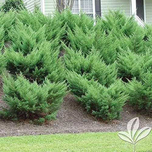 Sea Green Juniper - 30 Live Plants - Juniperus Chinensis - Hardy Evergreen Privacy Screen