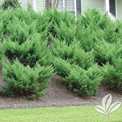 Sea Green Juniper - 20 Live Plants - Juniperus Chinensis - Hardy Evergreen Privacy Screen