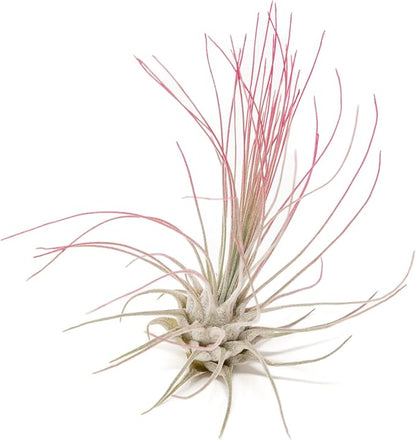 Fuchsia Colorful Tillandsia Air Plants - Long Lasting Color Enhanced Live Tillandsia Succulent House Plants - Home and Garden Decor - Easy Care Indoor/Outdoor Plants (Argentea Thin, Single)